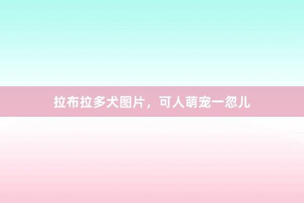 拉布拉多犬图片，可人萌宠一忽儿